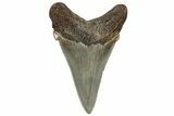 Serrated Angustidens Tooth - Megalodon Ancestor #302057-1